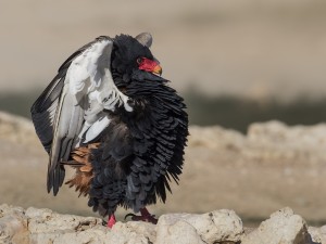 9 Berghaan Volwaase_FCD7407