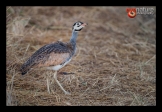 White-bellied Bustard_FCD0501 - Copy