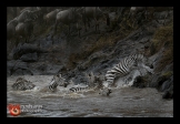 Zebra-Masai-MaraEN_DVW9539