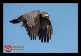 Kaalwangvalk-3_FCD9043