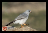 Kleinsingvalk 1_FCD6291