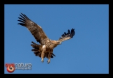 Roodarend-4_FCD8537