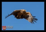 Roofarend-5_FCD8536