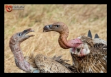 Ruppelse-Aasvoel-2_FCD0053