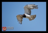 Swartborsslangarend-5_FCD5376