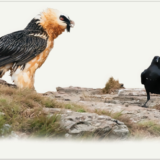 Landscape Art Prints